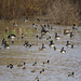 Waterfowl at Tennessee NWR
