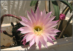 Echinopsis