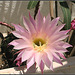 Echinopsis