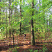 Garip walking through the forest