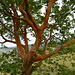 Azores, The Island of Faial, Maple with Red Bark