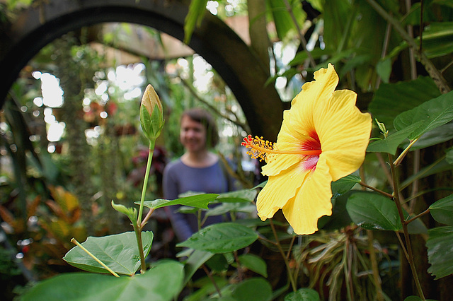 Hibiscus and a girl