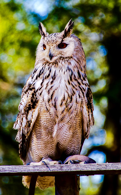 An Eagle Owl