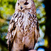 An Eagle Owl