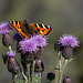 Small Tortoiseshell Butterfly