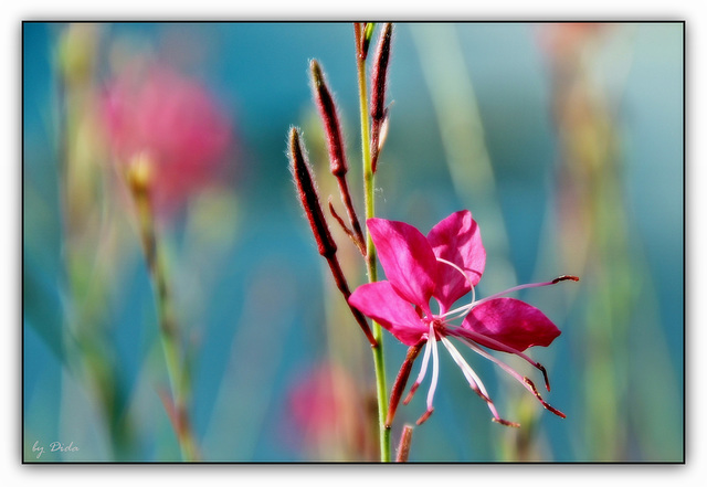 ❀❀ Prachtkerze ❀ Gaura lindheimeri ❀❀