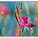 ❀❀ Prachtkerze ❀ Gaura lindheimeri ❀❀