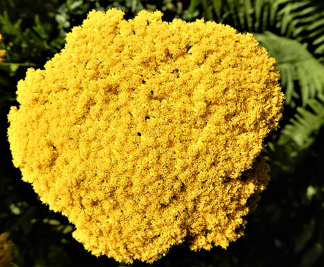 The yellow yarrow The yellow yarrow