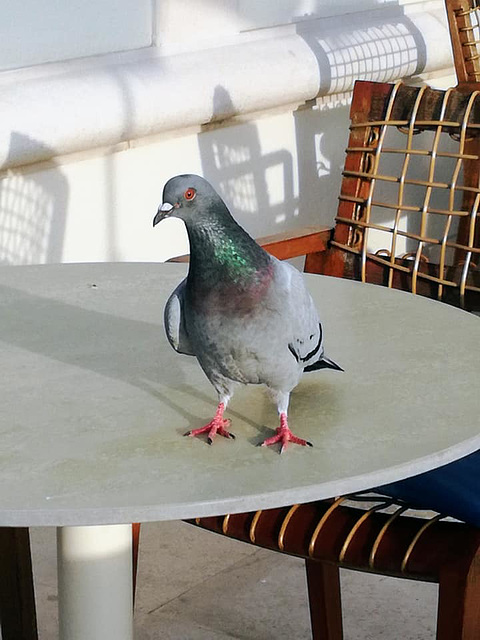 Pigeon's daring