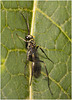 IMG 2358 Ichumenon Wasp