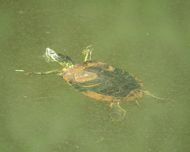 Painted turtle