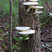 Fungi on a dead tree stump