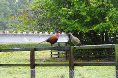 Pheasants At Floors Castle