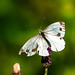 Small white butterfly