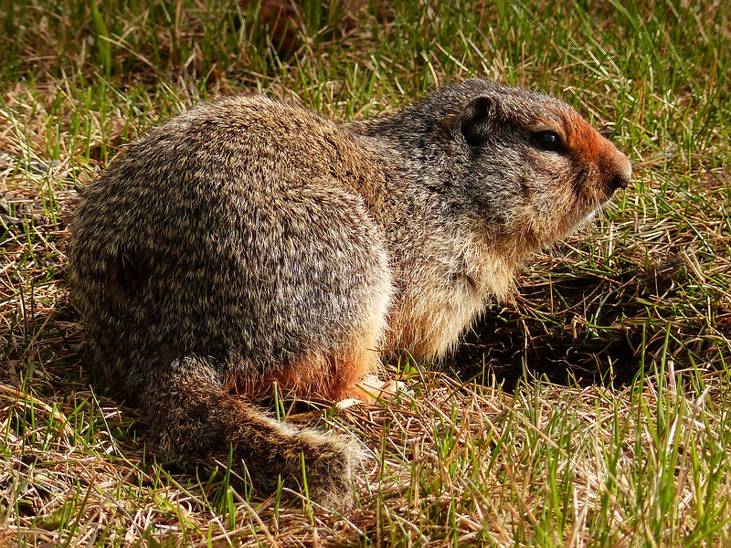 Columbian Ground Squirrel