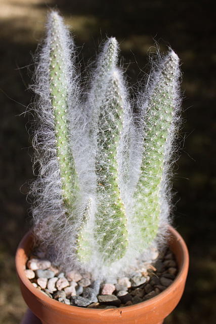 Opuntia (unidentified)