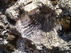 Fossiliferous outcrop.