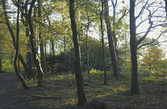 Gosforth Woods