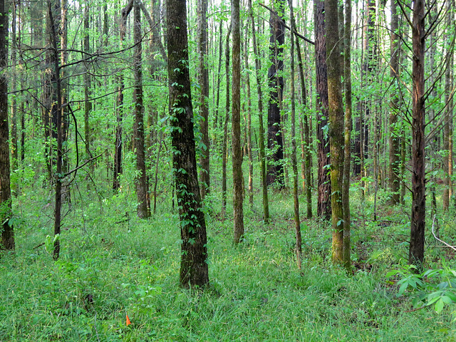 Forest landscape