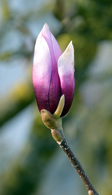 Frühlingsbote Magnolia