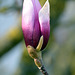 Frühlingsbote Magnolia