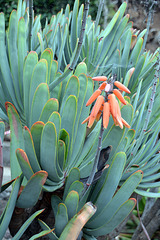 Aloe plicatilis