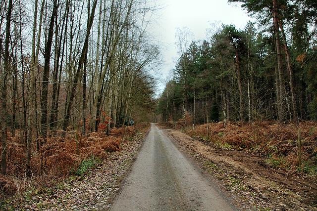 Ahsener Allee (Haard, Datteln) / 1.12.2018