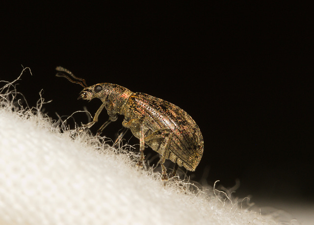 WeevilIMG 4478