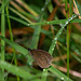 Ringlet Butterfly