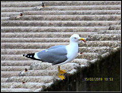 Gaviota urbana.