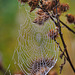 Spinnennetz im Morgentau - Spider's web in the morning dew