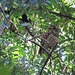 Barred owl being harassed by a crow