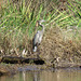 Great blue heron