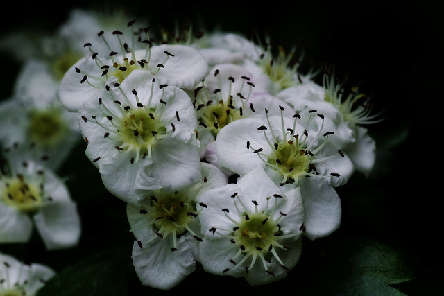 C. laevigata C. laevigata