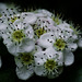 C. laevigata