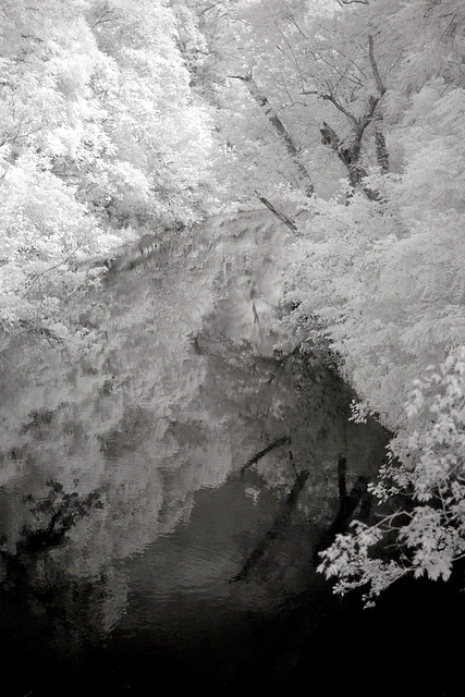 Hard to tell water from leaves