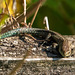 Common lizard