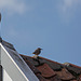 20140908 4907VRAw [NL] Star (Sturnus vulgaris), Terschelling