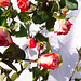Rose 20/50 : für mich solls rote Rosen regnen