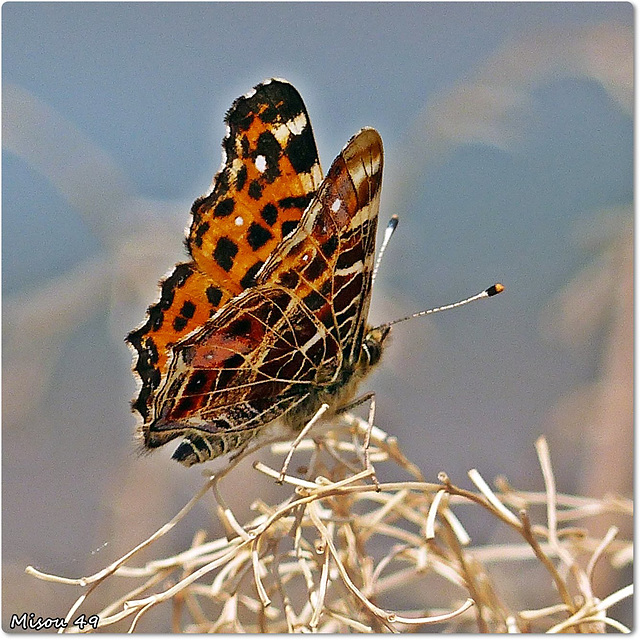 PAPILLON