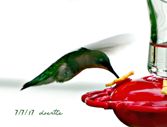 The resident female Hummingbird