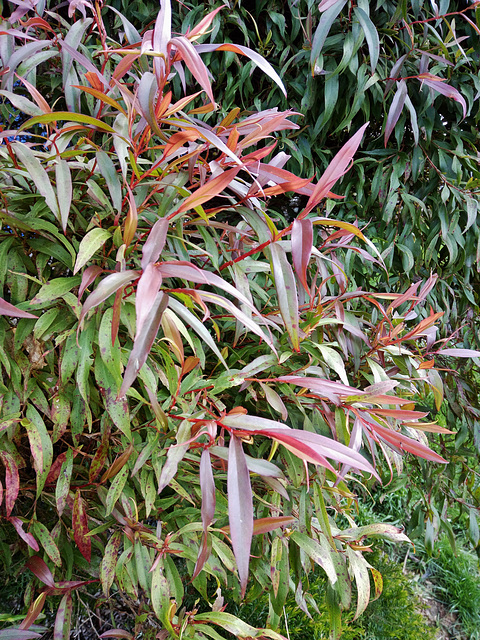 Callistemon "Great Balls of Fire"