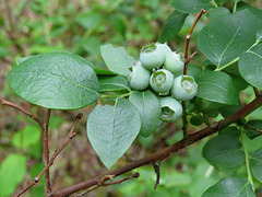 Immature blueberries