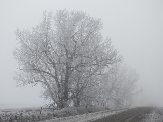 Fog and hoar frost