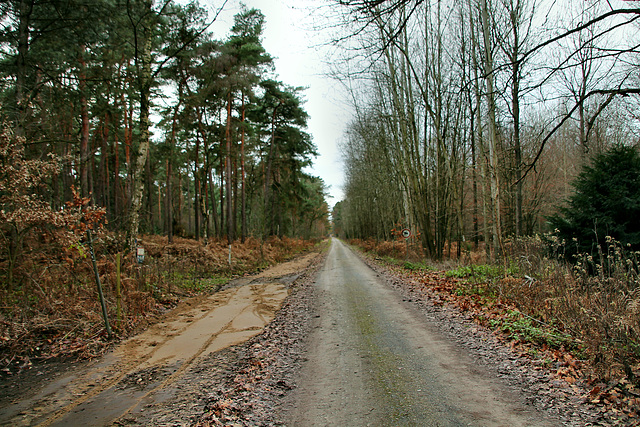 Ahsener Allee (Haard, Datteln) / 1.12.2018