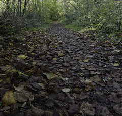 Path with patrolling cat