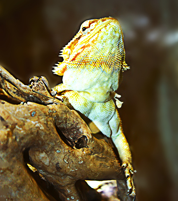 Uromastyx. (au parc animalier de Mouscron .(Belgique).