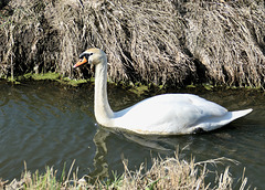 Ruhig gleitet der Schwan durch den kleinen Kanal