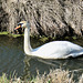 Ruhig gleitet der Schwan durch den kleinen Kanal