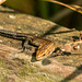 Common lizard